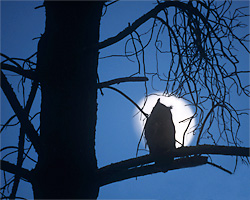 Hidden World of Owls