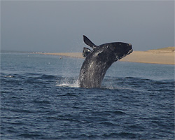 Whales and Marine Life