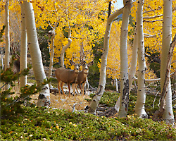 Great Basin