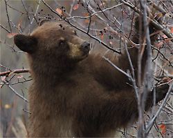 Black Bear