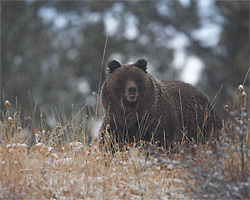 Grizzly Bear