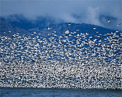 Klamath Basin