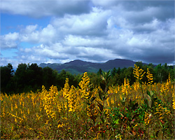 New England